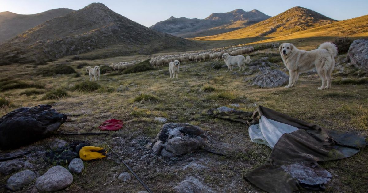 Le bivouac à 50m d’un troupeau qui m’a coûté ma tente, ce que les patous m’ont appris