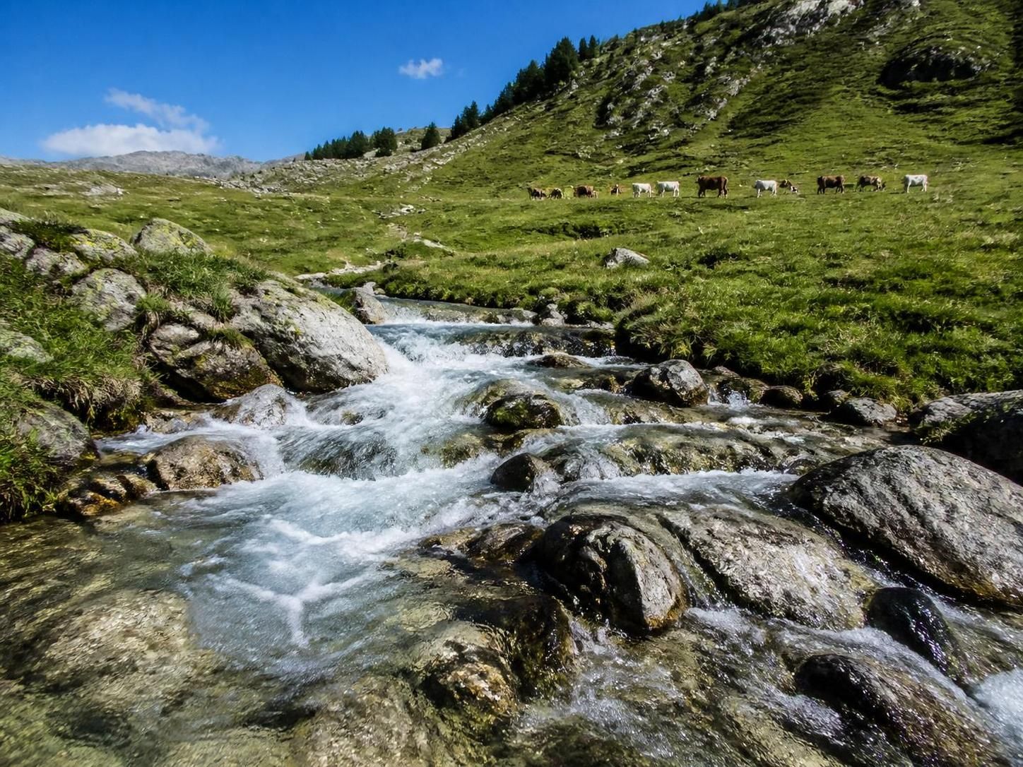 découvrez pourquoi il est risqué de boire l'eau d'un torrent en haute montagne, avec une analyse récente des coliformes en 2024 mettant en lumière les dangers pour la santé.